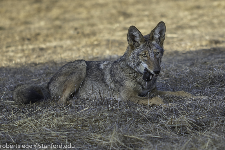 coyote